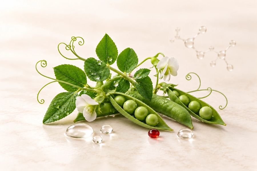 Pea sprout extract (Pisum sativum)